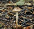 Lepiota_echinella_bi4868