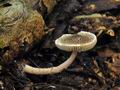 Lepiota_echinella_bi4874