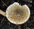 Lepiota_echinella_bi4883