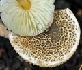 Lepiota_echinella_bi4888