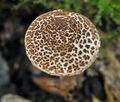 Lepiota_echinella_bi4898