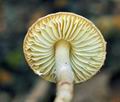 Lepiota_echinella_bi4906