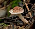 Lepiota_echinella_cr4111s