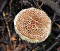 Lepiota_echinella_cr4131