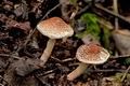 Lepiota_echinella_cr4158s