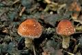 Lepiota_echinella_cr4185s