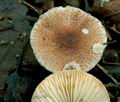 Lepiota_echinella_cr4203s