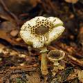 Lepiota_felina_bi3976