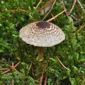 Lepiota_felina_bm7552