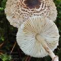 Lepiota_felina_bm7555