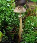 Lepiota_felina_ca2364