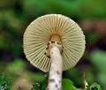 Lepiota_felina_ca2408