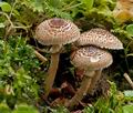 Lepiota_felina_cr6927s