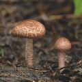 Lepiota_fuscovinacea_aj1416