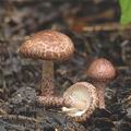 Lepiota_fuscovinacea_aj1420