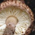 Lepiota_fuscovinacea_aj1427