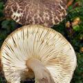 Lepiota_fuscovinacea_bi4941