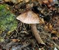 Lepiota_fuscovinacea_bv3604