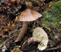 Lepiota_fuscovinacea_bv3609