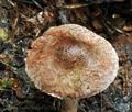 Lepiota_fuscovinacea_bv3612