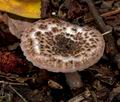 Lepiota_fuscovinacea_cr4026s