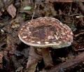 Lepiota_fuscovinacea_cr4032s