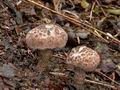 Lepiota_fuscovinacea_cr4055s