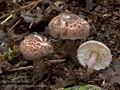 Lepiota_fuscovinacea_cr4065s