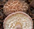 Lepiota_fuscovinacea_cr4084s