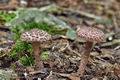 Lepiota_fuscovinacea_cr6083