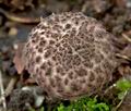 Lepiota_fuscovinacea_cr6097s