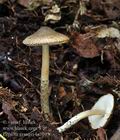 Lepiota_grangei_bi5045