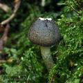 Lepiota_grangei_bi5056