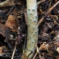 Lepiota_grangei_bi5064