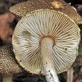 Lepiota_grangei_bi5070