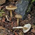 Lepiota_grangei_bi5076