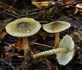 Lepiota_grangei_bv3622