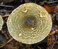 Lepiota_grangei_bv3631