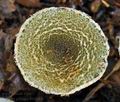 Lepiota_grangei_bv3634