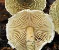 Lepiota_grangei_bv3641