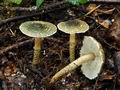 Lepiota_grangei_bv3647