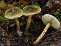 Lepiota_grangei_bv3655