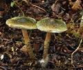 Lepiota_grangei_bv3663