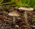 Lepiota_grangei_cr4222s