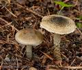 Lepiota_grangei_cr4235s