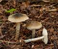 Lepiota_grangei_cr4250s