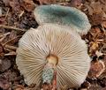 Lepiota_grangei_cr4270s