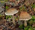 Lepiota_grangei_cr4291s