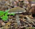 Lepiota_griseovirens_cr4544