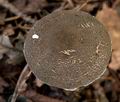 Lepiota_griseovirens_cr4557s